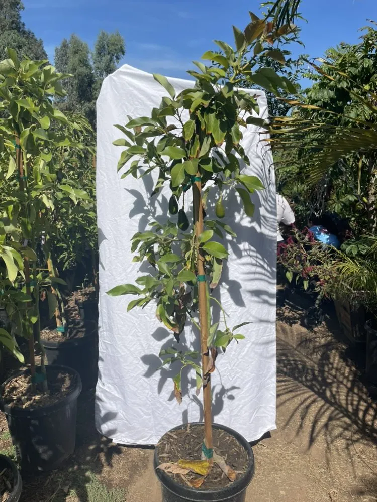 Trusted landscape installation for beautiful yards across El Cajon, CA - Ernesto Romero’s Nursery