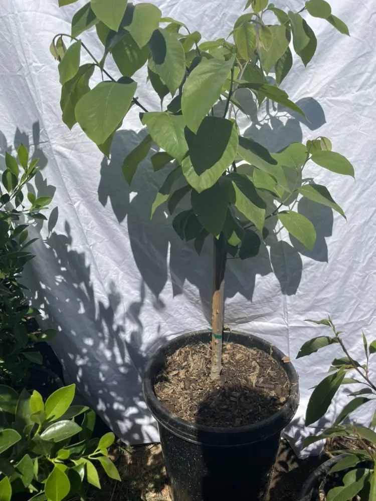 Expert landscape installation experts serving El Cajon, CA - Ernesto Romero’s Nursery