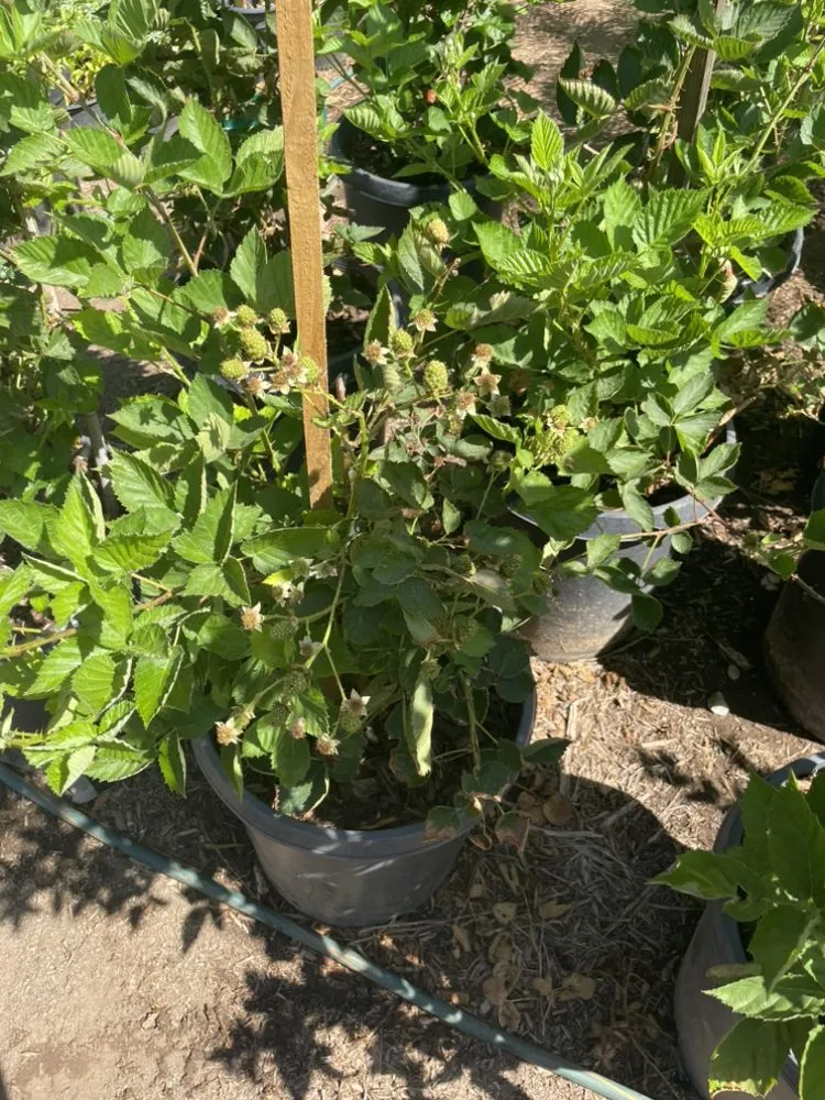 Reliable yard cleanup service in El Cajon, CA - Ernesto Romero’s Nursery