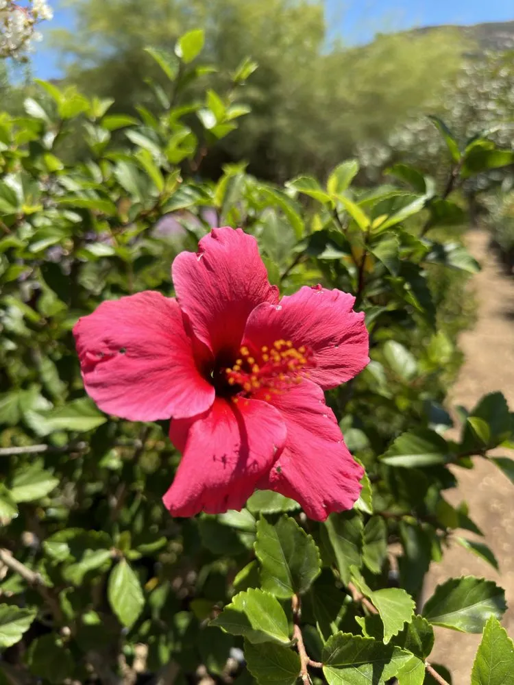 Affordable yard maintenance for residential properties across El Cajon, CA - Ernesto Romero’s Nursery
