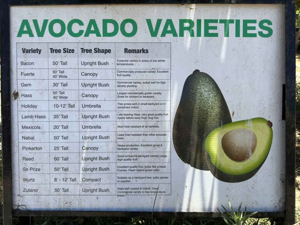 Expert residential landscaping experts serving El Cajon, CA - Ernesto Romero’s Nursery