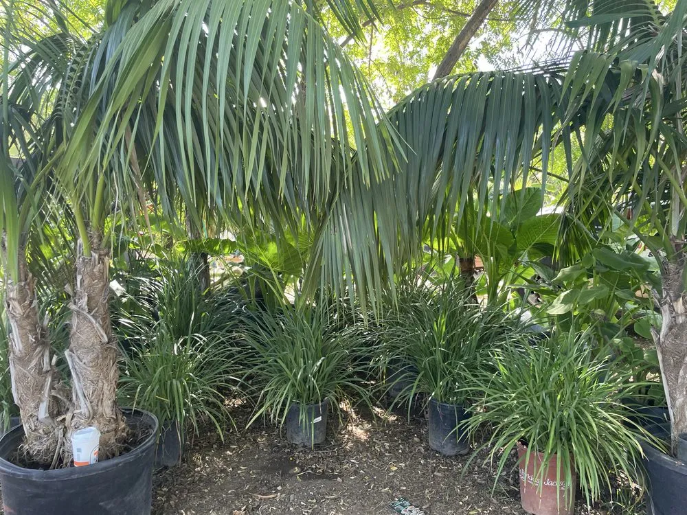 Custom landscaping services in El Cajon, CA by Ernesto Romero’s Nursery