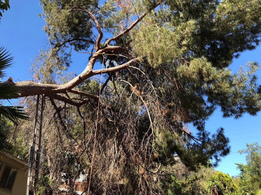 Custom residential landscaping in Pasadena, CA - Ernesto’s Landscape & Tree Service