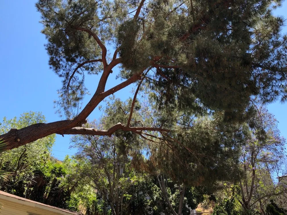 Expert lawn mowing service for outdoor upgrades across Pasadena, CA - Ernesto’s Landscape & Tree Service