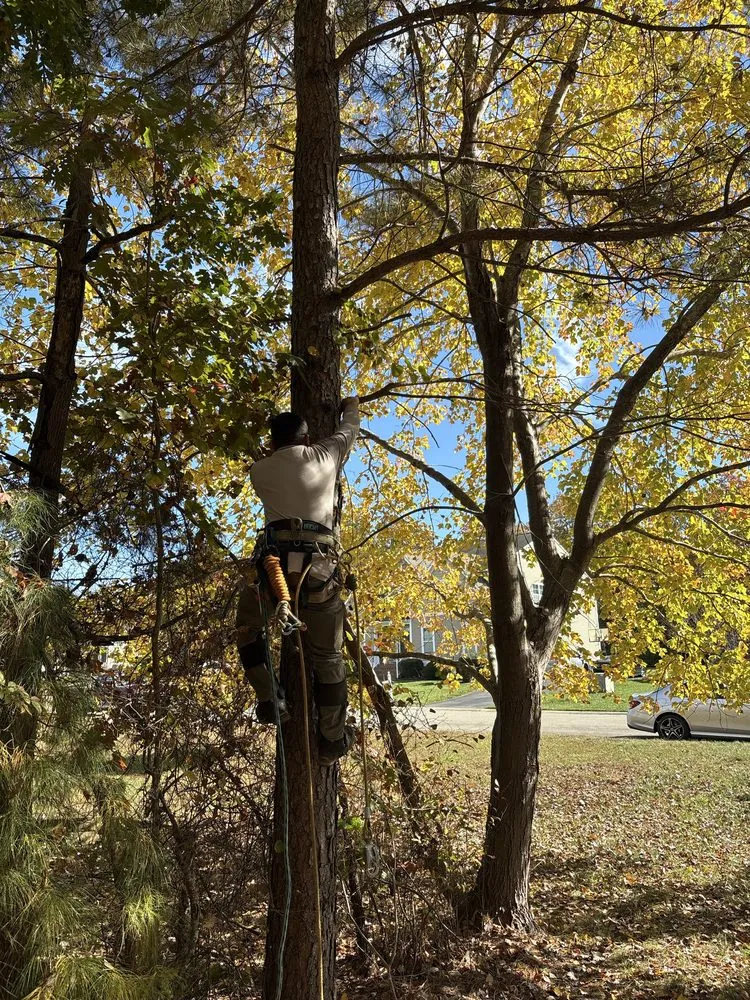 Expert residential landscaping for beautiful yards in Henrico, VA by Ernesto’s Landscaping & Tree Service