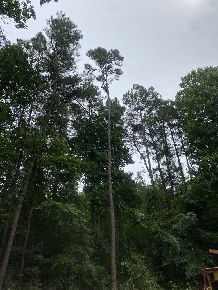 Top-rated landscape installation for outdoor upgrades in Henrico, VA by Ernesto’s Landscaping & Tree Service