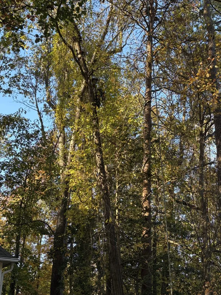 Reliable landscape design in Henrico, VA - Ernesto’s Landscaping & Tree Service