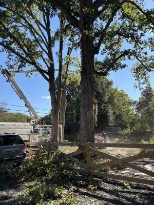 Ernesto’s Landscaping & Tree Service Logo