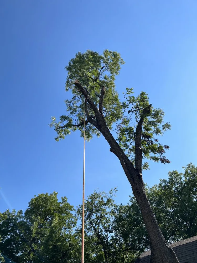 Reliable yard cleanup service experts serving Dallas, TX - Ernestos Landscaping And Irrigation