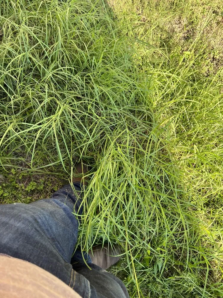 Affordable yard cleanup service for year-round maintenance in Dallas, TX by Ernestos Landscaping And Irrigation