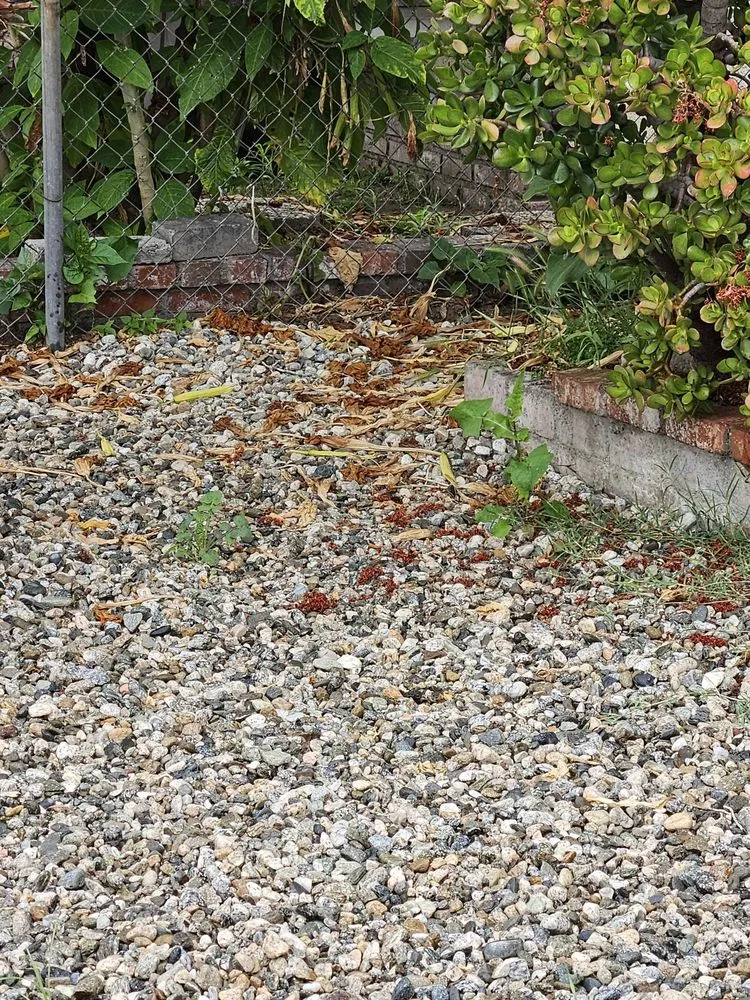 Expert landscaping services in Pico Rivera, CA - Ernie M Ureno Tree Service