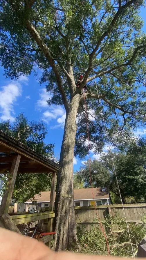 Professional yard maintenance in Jacksonville, FL by ERO landscaping