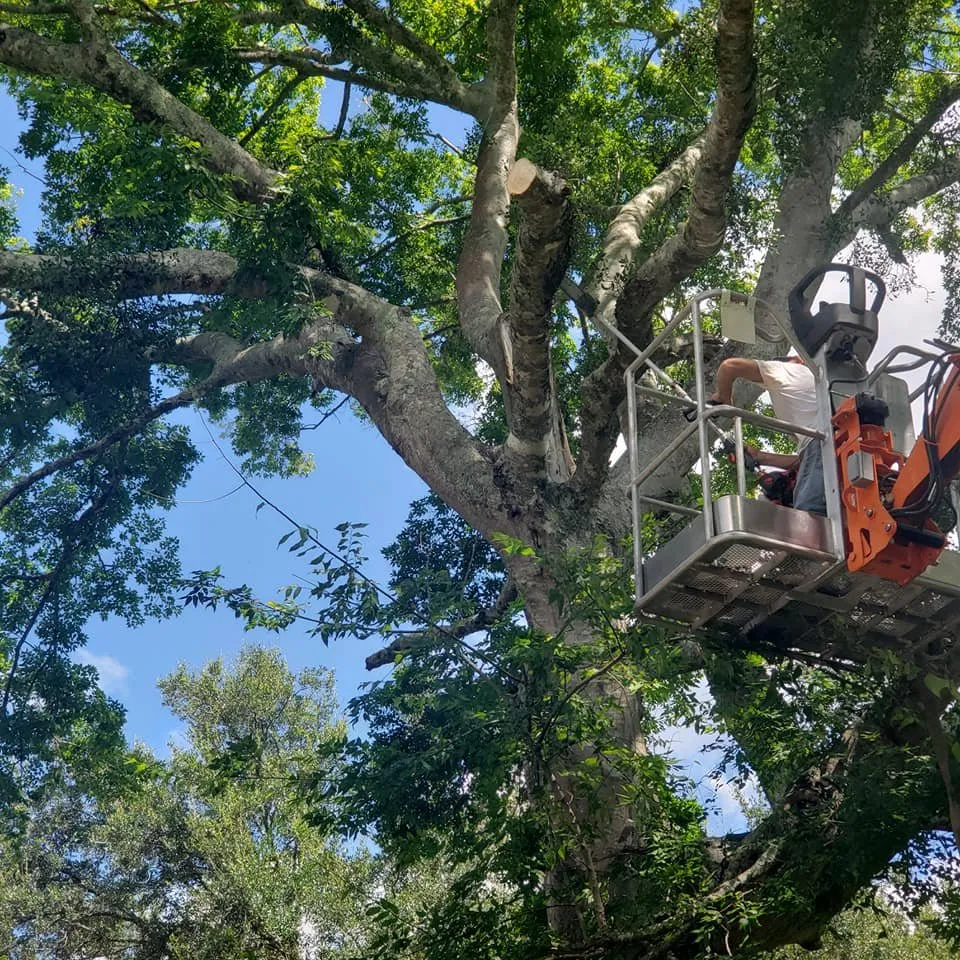 Affordable yard maintenance experts serving Tallahassee, FL - Erratic Mowers
