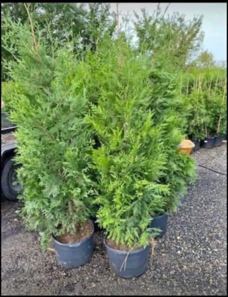 Affordable outdoor landscaping for year-round maintenance across Windsor Mill, MD - Ervin's Landscaping