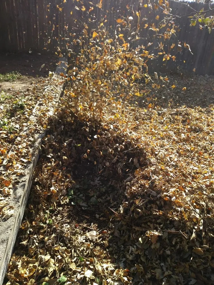Professional yard cleanup service experts serving Lafayette, CO - ES & D Colorado Landscaping