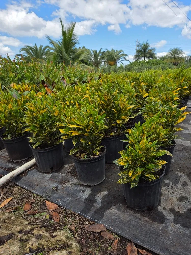 Local outdoor landscaping for beautiful yards across Southwest Ranches, FL - E&S Lawncare Services