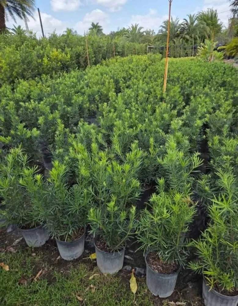 Reliable garden landscaping experts serving Southwest Ranches, FL - E&S Lawncare Services