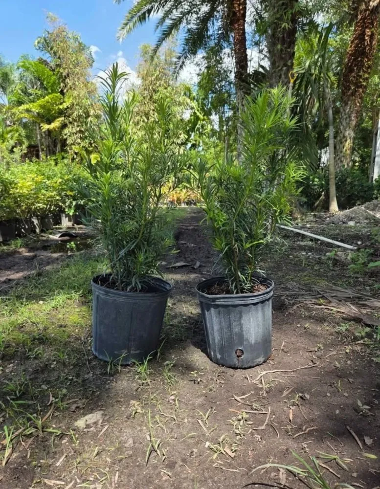 Top-rated landscape installation in Southwest Ranches, FL by E&S Lawncare Services