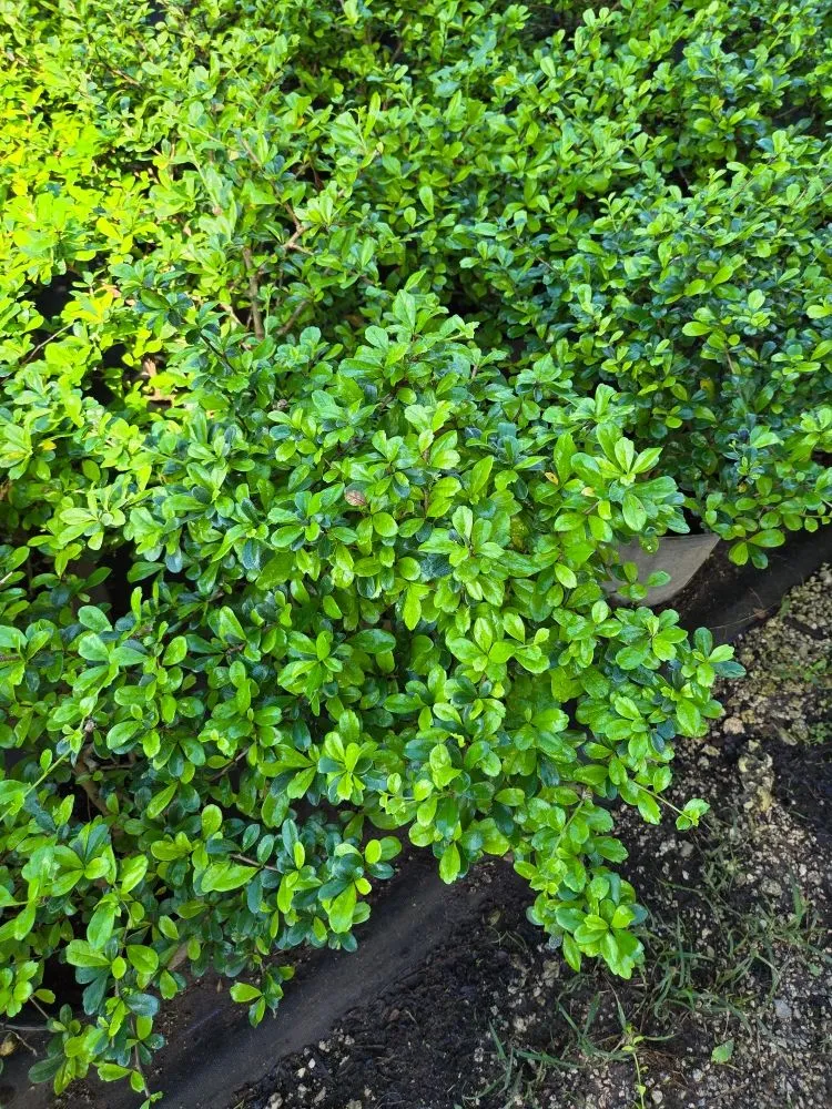 Professional yard cleanup service in Southwest Ranches, FL - E&S Lawncare Services