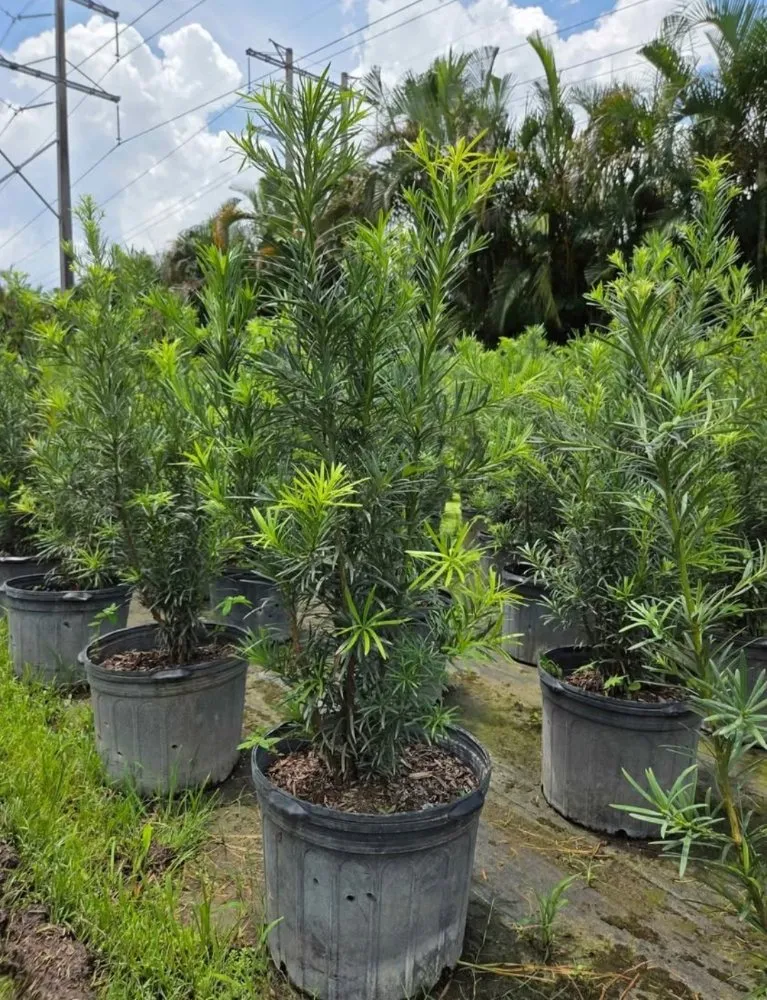 Expert lawn care service in Southwest Ranches, FL - E&S Lawncare Services