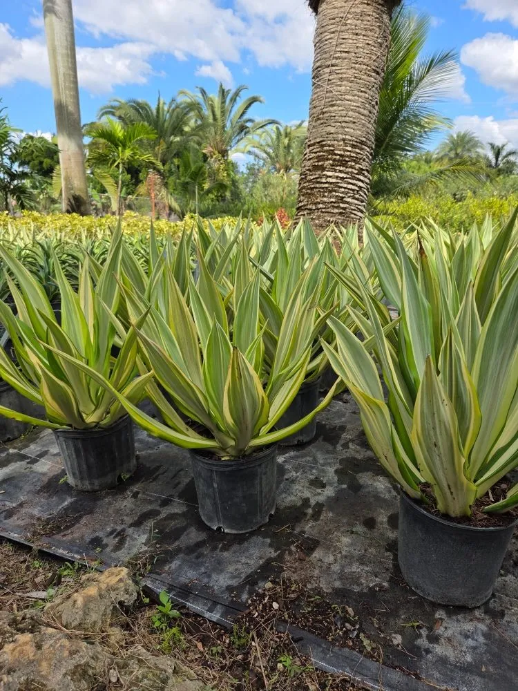 Professional landscape installation in Southwest Ranches, FL - E&S Lawncare Services