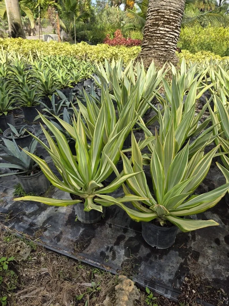 Custom lawn mowing service experts serving Southwest Ranches, FL - E&S Lawncare Services