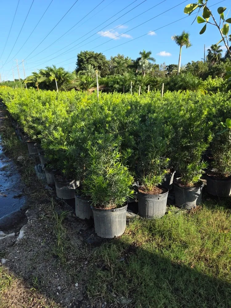 Reliable outdoor landscaping in Southwest Ranches, FL - E&S Lawncare Services