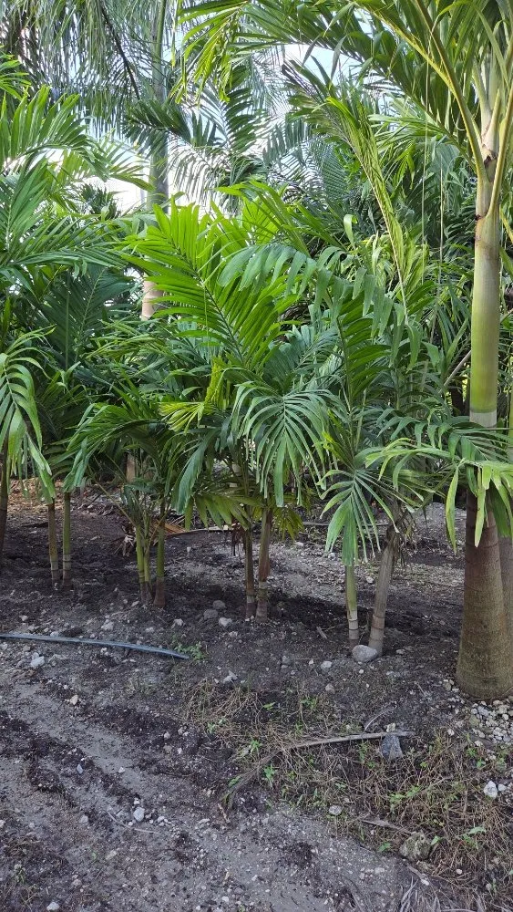 Expert yard cleanup service in Southwest Ranches, FL by E&S Lawncare Services