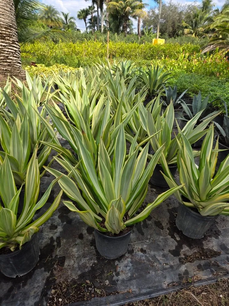 Top-rated landscaping services for beautiful yards across Southwest Ranches, FL - E&S Lawncare Services