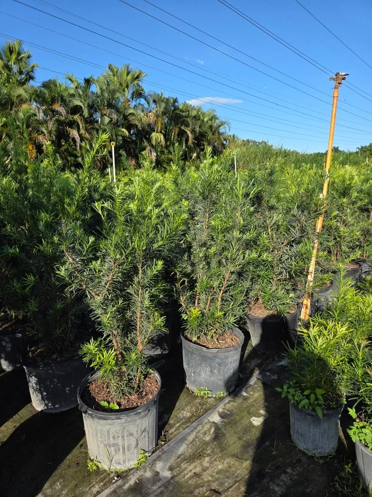 Affordable lawn mowing service experts serving Southwest Ranches, FL - E&S Lawncare Services