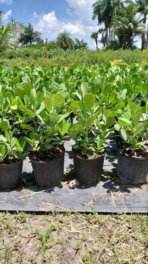 Expert lawn care service in Southwest Ranches, FL - E&S Lawncare Services