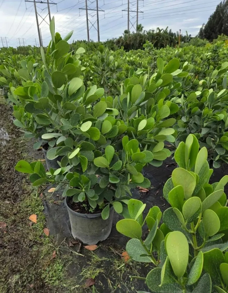 Trusted yard cleanup service in Southwest Ranches, FL - E&S Lawncare Services