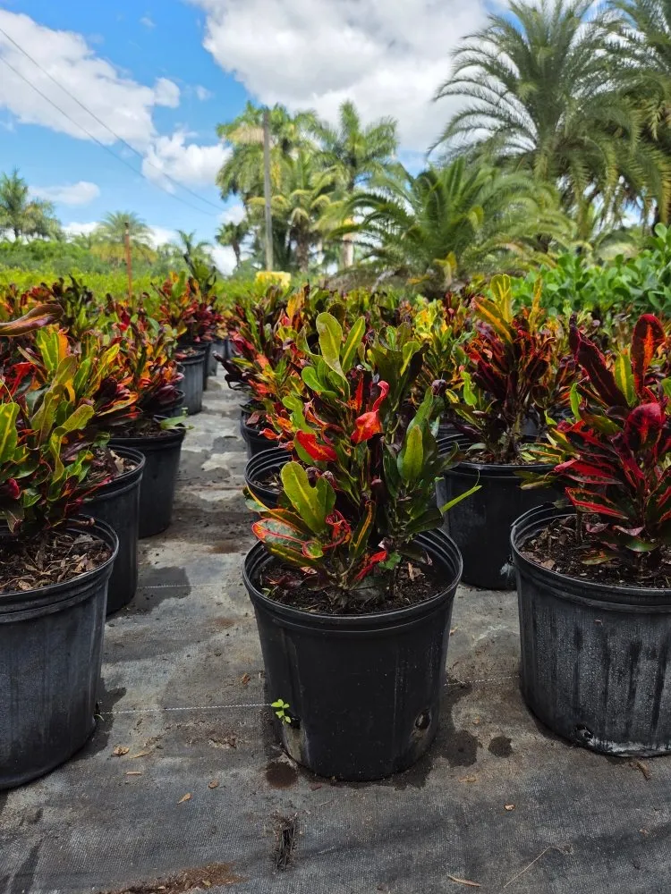 Reliable landscape installation in Southwest Ranches, FL by E&S Lawncare Services