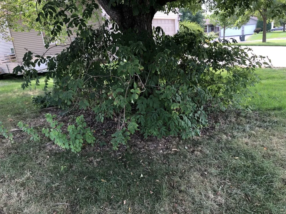 Top-rated lawn mowing service in Apple Valley, MN by E’S Outdoor Services