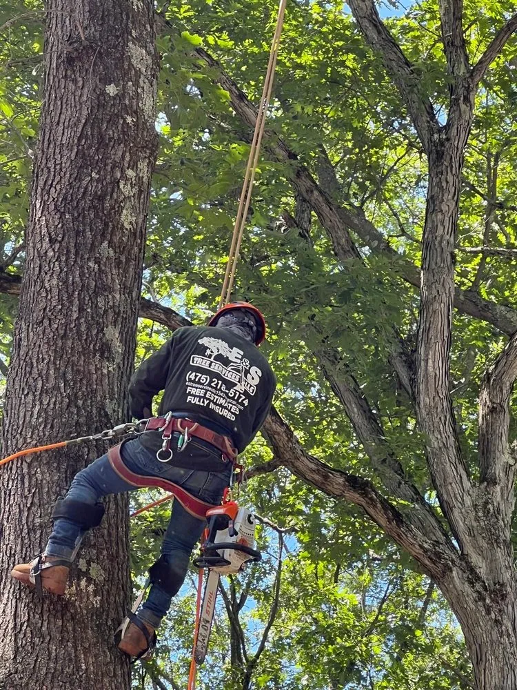 Professional yard maintenance experts serving Danbury, CT - E&S Tree Service And Landscape