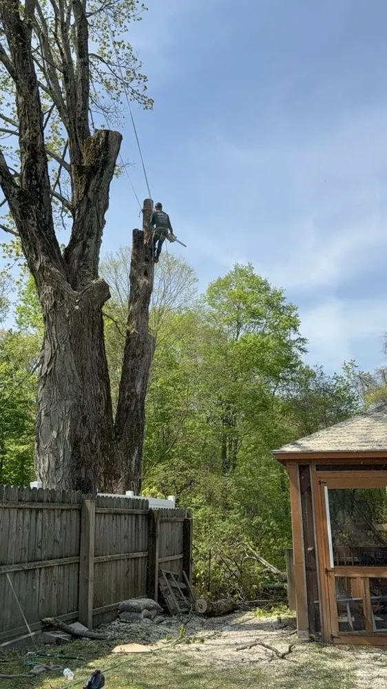 Trusted yard cleanup service in Danbury, CT - E&S Tree Service And Landscape