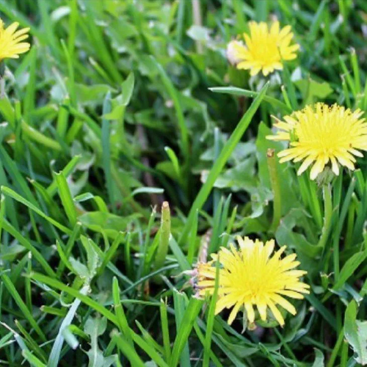 Trusted outdoor landscaping in North Little Rock, AR - ESA Lawncare & Landscaping