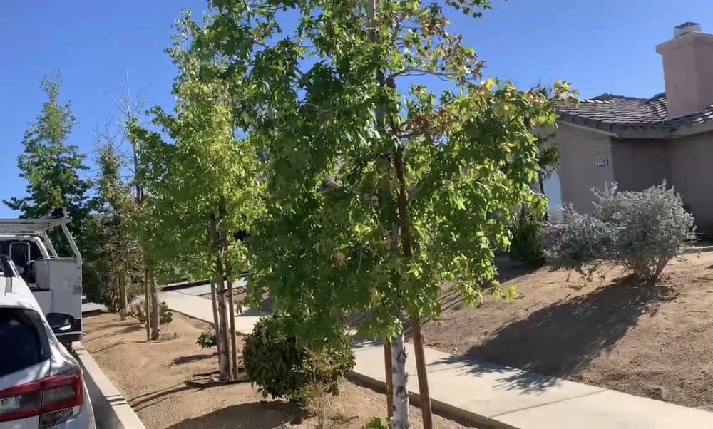 Custom yard cleanup service in Yucca Valley, CA by Escalante Landscaping and Maintenance