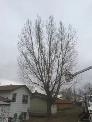 Escalante Tree And Lawn Care Logo