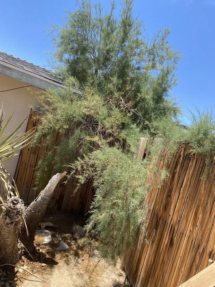 Custom landscaping services in Yucca Valley, CA by Escalera's Yard Work
