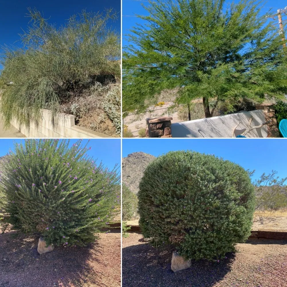 Expert yard maintenance in Yucca Valley, CA - Escalera's Yard Work