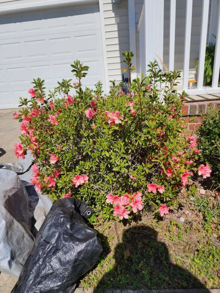 Expert garden landscaping for year-round maintenance across Coats, NC - Escamilla Especial Landscaping