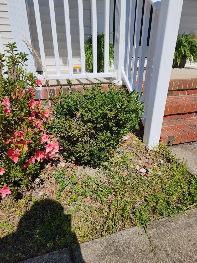 Trusted yard maintenance for outdoor upgrades in Coats, NC by Escamilla Especial Landscaping