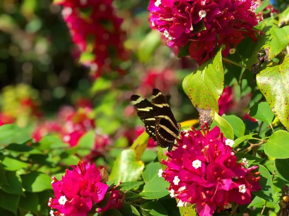 Expert lawn care service in Gibsonton, FL by Escapes Outdoor Living