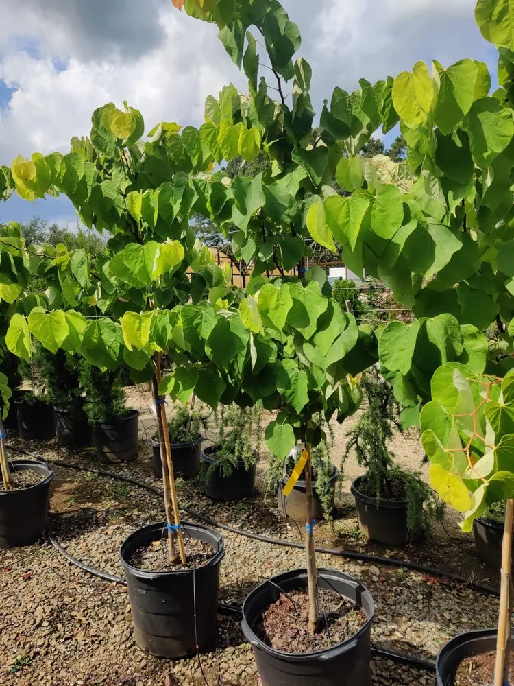 Reliable outdoor landscaping with custom design in Nicholson, GA by Escobar Landscaping