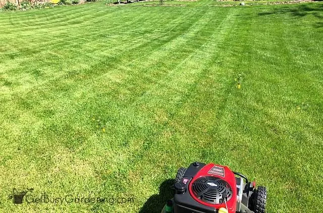 Custom lawn care service experts serving Annapolis, MD - Escobar Lawn Service
