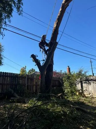 Expert lawn mowing service in Sacramento, CA by Escobar Tree Services