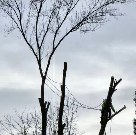 Reliable landscape installation for year-round maintenance in Sacramento, CA by Escobar Tree Services