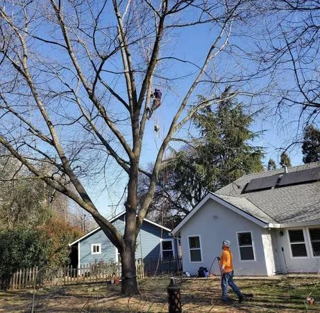 Expert landscaping services in Sacramento, CA - Escobar Tree Services