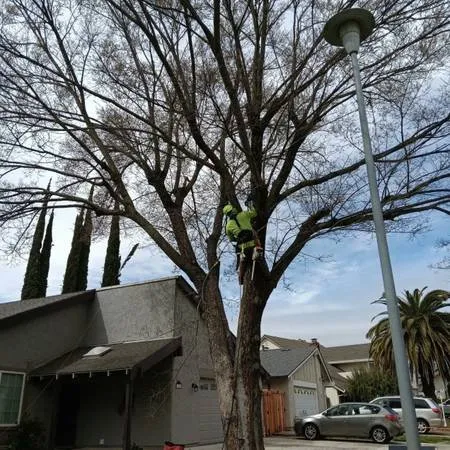 Custom landscape design for beautiful yards in Sacramento, CA by Escobar Tree Services